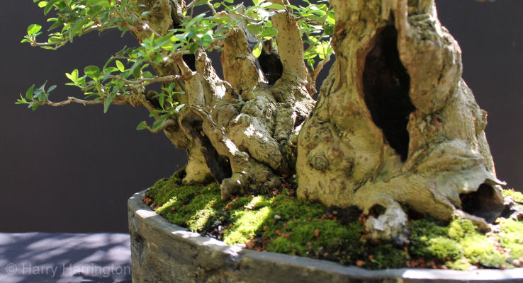 privet bonsai uro
